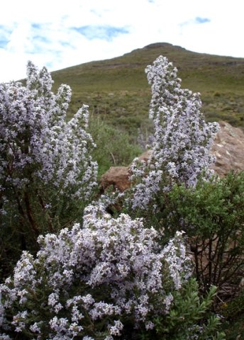Selago flanaganii